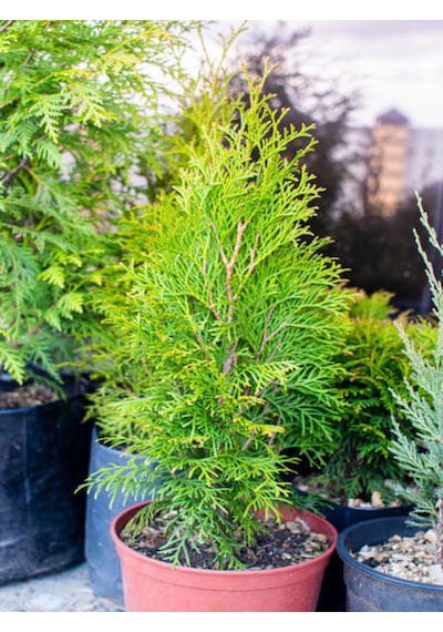 Videolu Leylandi Çit Bitkisi 10 25 Cm 10 Adet Tüplü Dış Mekan Bitkisi Cupressus Leylandii