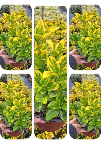Videolu Gold Taflan Çiçeği Fidanı 30 50 Cm 1 Adet Saksılı Dış Mekan Bitkisi Celastraceae