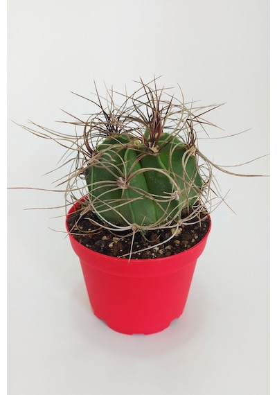Astrophytum Capricorne Nadide Tür Tekli Özel Kaktüs 8.5 CM KırmıZI