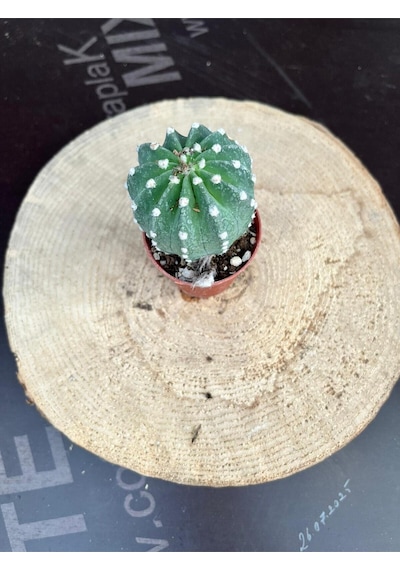 Echinopsis Subdenudata 5.5cm Saksıda Kaktüs Beyaz Çiçek Açan Kaktüs