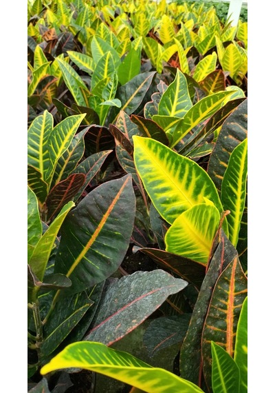 Kraton (Croton Petra) 20 - 30 cm