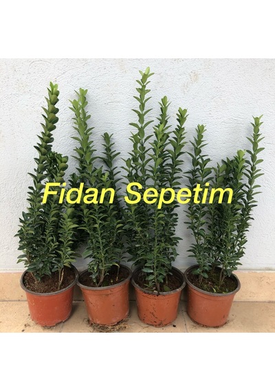 50 Adet Yeşil Sütun Taflan Fidanı Paketi