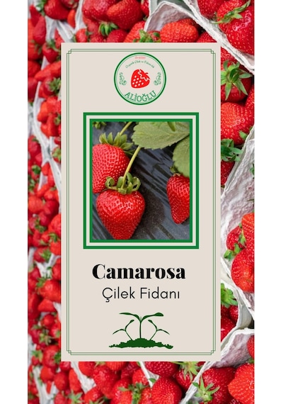 38 Adet Camarosa Çilek Fidesi Açık Kök ve Taze Söküm (Frigo)