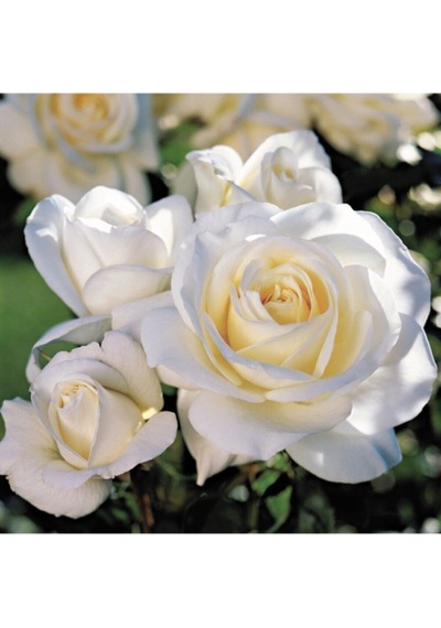 Videolu Yediveren Krem Beyaz Renginde Yoğun Kokulu 40 60 Cm 2 Adet Saksılı Aşılı Gül White Rose