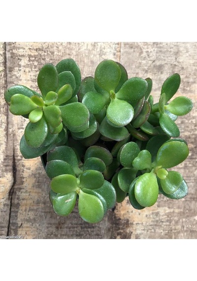 Crassula Ovata - Para Ve Şans Bitkisi - 5 Adet Sukulent - Terary