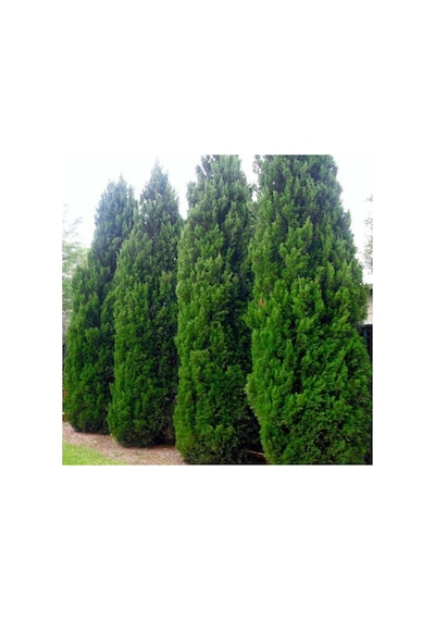 Videolu Muhteşem Kokulu Leylandi Çam Fidanı 30 40 Cm 1 Adet Tüplü Cupressocyparis Leylandii