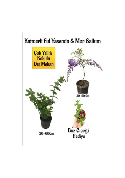 Kokulu Katmerli Ful Yasemin Çiçeği+mor Salkım Ağacı Fidanı Buz Çiçeği Hediyeli Peyzaj Seti