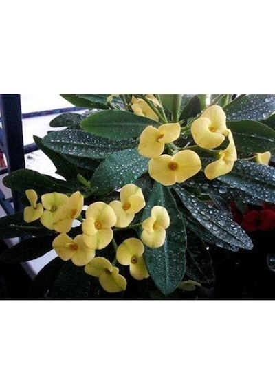Videolu Sarı Dikenler Tacı Çiçeği Fidanı 1 Adet Saksılı 20-40cm Iç Mekan Bitkisi Kaktüs Euphorbia