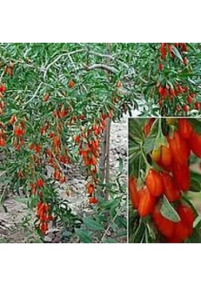 2 Adet Goji Berry Fidanı Nq1 Tombul Meyve Tüplü 1 Yaş 12 Ay Dikebilirsiniz....