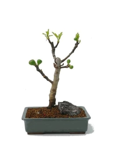 Bodur Siyah Incir Bonzai Ağacı Tohumu 5 Adet Tohum Bonsai Ağacı Tohumu