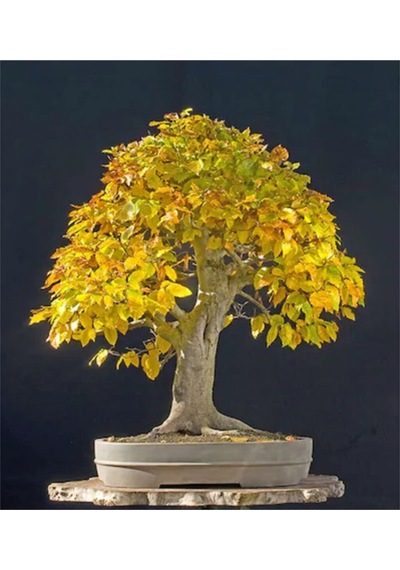 Bodur Sarı Alıç Bonzai Ağacı Tohumu 5 Adet Bonsai Ağacı Tohumu