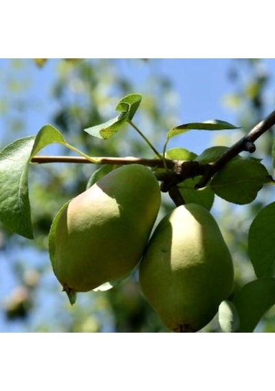 Tüplü Aşılı Tam Bodur Erkenci Aromalı Akça Armut Fidanı