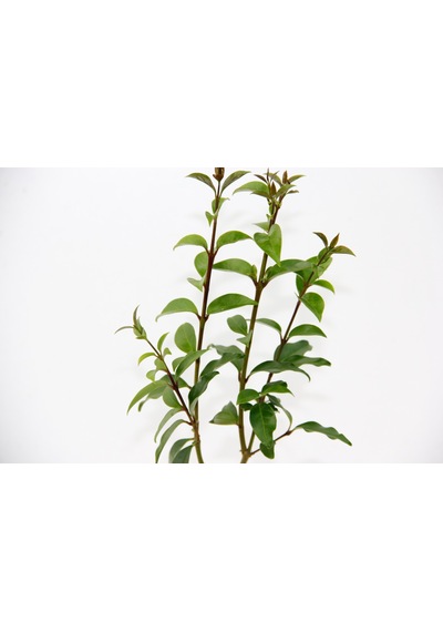 Bonsai Ligustrum Japonicum - Hediyelik 25-30 Cm