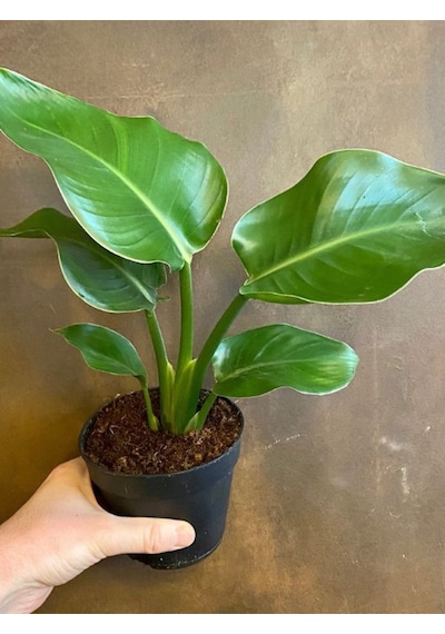 Bodur Starliçe Çiçeği Turuncu Cennet Kuşu 20-45cm Strelitzia Reginae