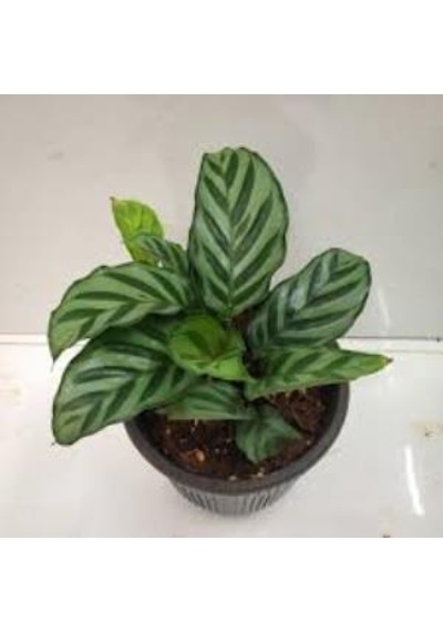 Calathea Louisae Dua Çiçeği Kaladya Ev Ofis Salon Iç Mekan Bitkisi.