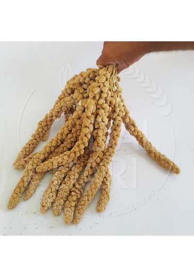 Dal Darı Net Beyaz Dal Darı 1 KG