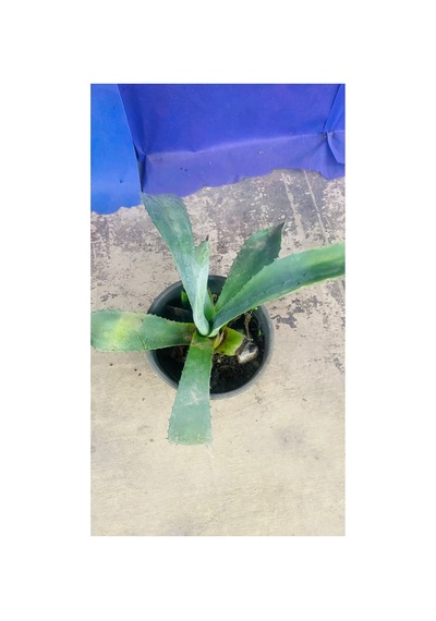 Agave Americana Bitkisi