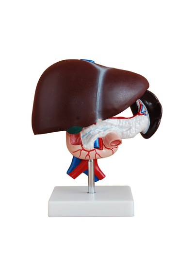 Karaciğer Pankreas Ve Duodenum Modeli 3 Parça