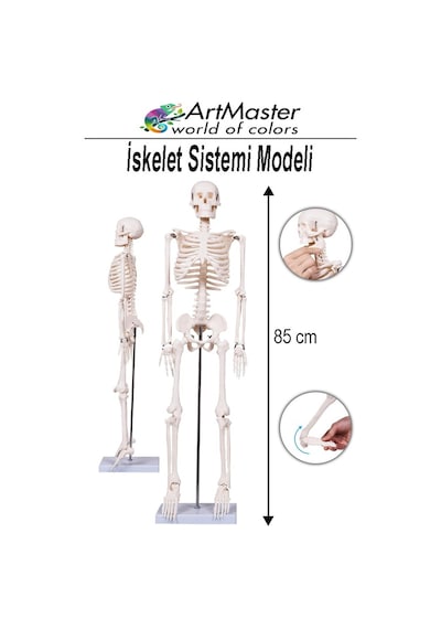 İskelet Sistemi Maketi 85 Cm 1 Adet İnsan İskelet Modeli Haraketli Eğitim İskelet Anatomisi İskelet Sistemi