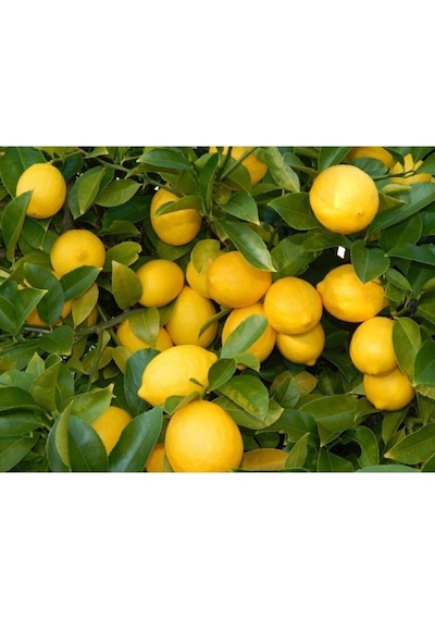 Tüplü Yediveren Limon Fidanı 2 Yaş Aşılı 90-150 Cm Bol Verimli