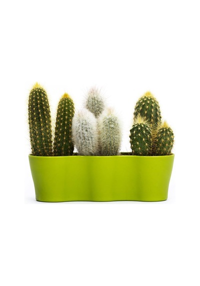 Poliwork Üçlü Kaktüs Saksı 8,5 Cm 86303780