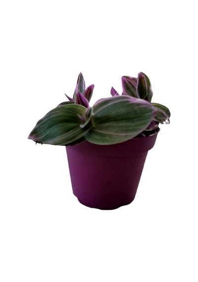 Serada Decor Plant Çok Dallı Sukulent Bitki Mor Yapraklı Telgraf Çiçeği