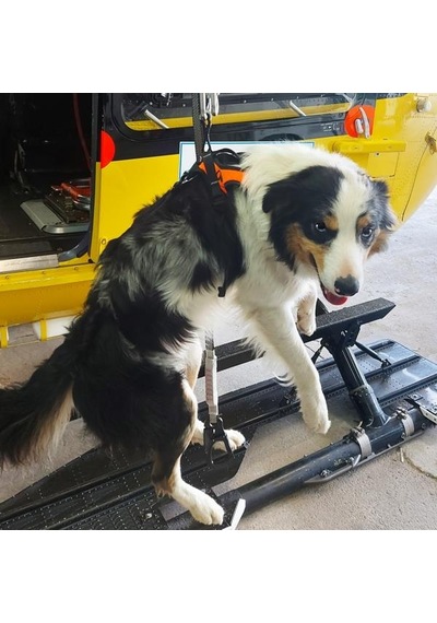 Kong Haria Arama Kurtarma Köpekleri İçin Koşum Emniyet Kemeri Gps Çantalı Versiyon Siyah