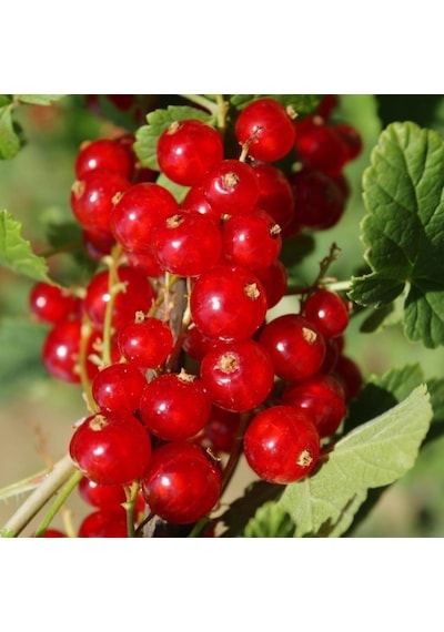 Kırmızı Frenk Üzümü Tohumu 10 Adet N114415