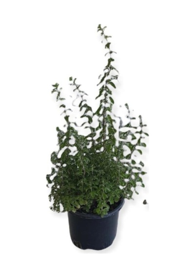 Aromatik Bitkiler, Mis Kokulu, 6'lı Set, Mercan Köşk, Lavanta, Lavantin, Biberiye, Kekik, Adaçayı