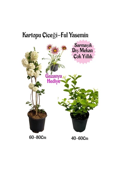Kartopu Çiçeği 1 Adet+kokulu Ful Yasemin1adet+pembe Gazanya Hediyeli Saksılı Bahçe Seti