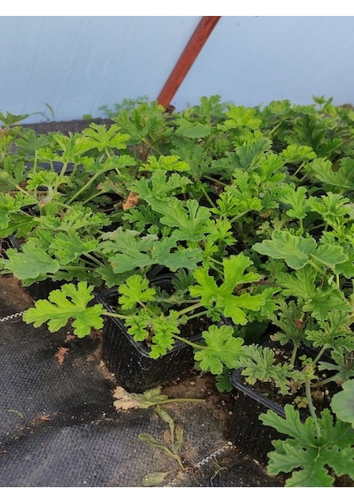 Kokulu Itır Fidesi 1 Adet Saksılı 10-25cm Aromatik Bitki Gül Damlası Çiçeği