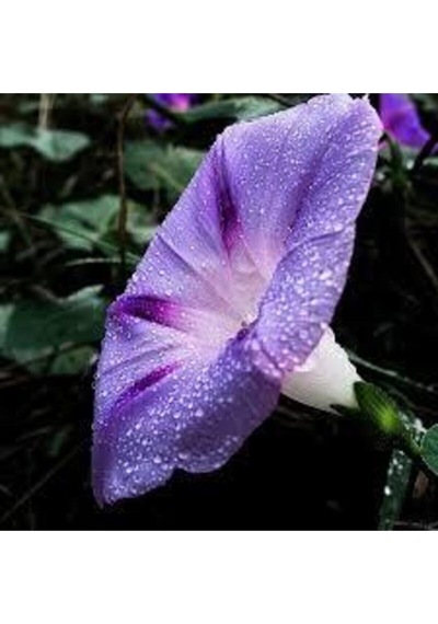 5 Adet Tohum Ipomea Purpurea Tropkilal Çiçek Çiçeği Tohumu Saksı Toprak Sürpriz Hediye Tohumludur..