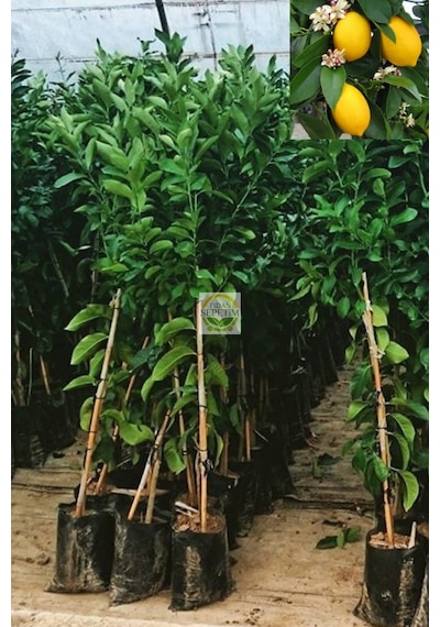 2 Yaş Aşılı 7 Veren Yediveren Mayer Limon Fidanı