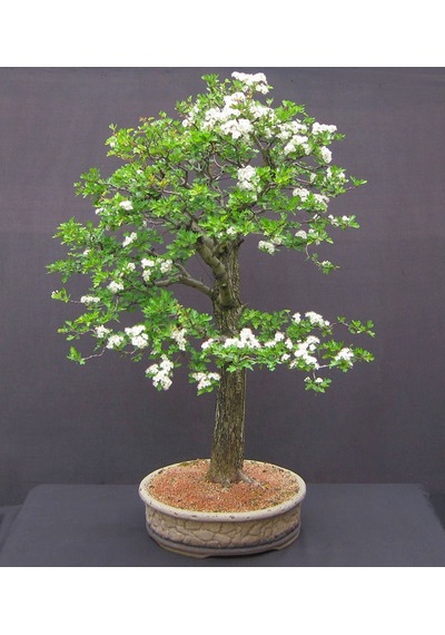 Beyaz Zakkum Bonzai Ağacı Tohumu 5 Tohum + Bonsai Tohumu