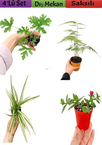 4'lü Bahçe Seti Itır+ Tül+ Kurdele+ Buz Çiçeği 5-25 Cm Saksılı Dış Mekan Bitkileri