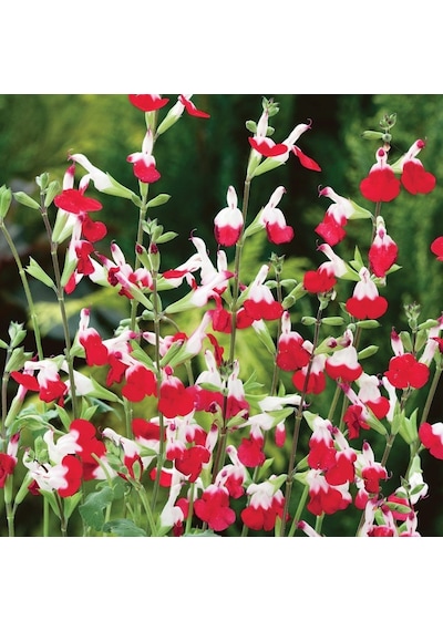 Süs Adaçayı 20 Adet - Salvia Microphylla 'Hot Lips'
