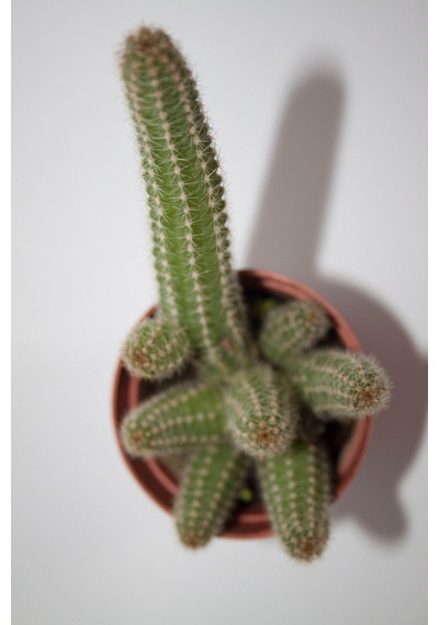 Yılan Kaktüs - Chamaecereus Silvestrii Tekli 5.5 Cm Saksıda