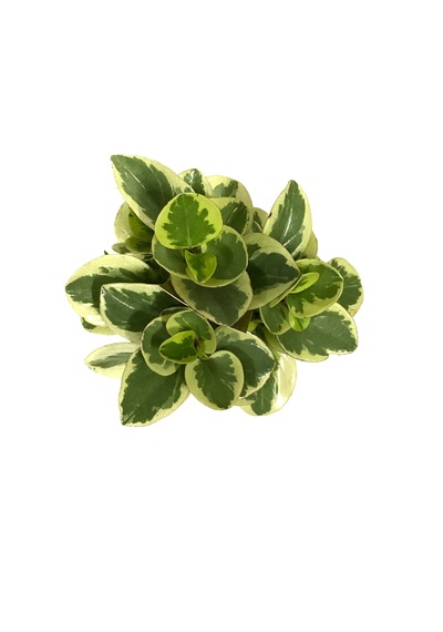 Peperomia Obtipan 'Bicolor' Ø12 CM Y20-25 CM