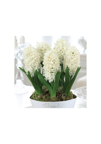 Hyacinthus White King Sümbül Soğanı 3  Adet