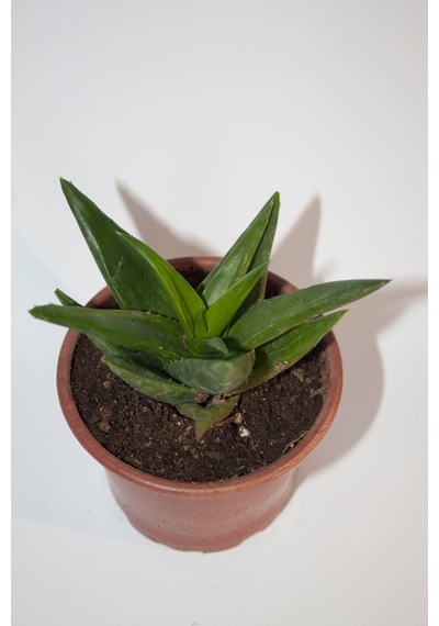 Haworthia Pentagona Sukulent Tekli 8,0 Cm Orta Boy Saksıda Haworthia Pentagona Sukulent Tekli 8,0 Cm Orta Boy Saksıda