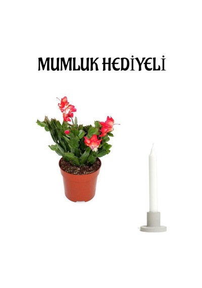 Hediyelik Kırmızı Yılbaşı Çiçeği Sevgililer Gününe Özel Mumluk Hediyeli