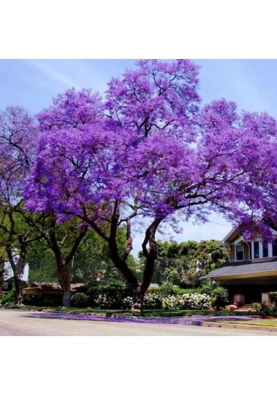 Hızla Büyüyen Paulownia Ağacı Tohumu, 50 Adet İle Verimli Tarım