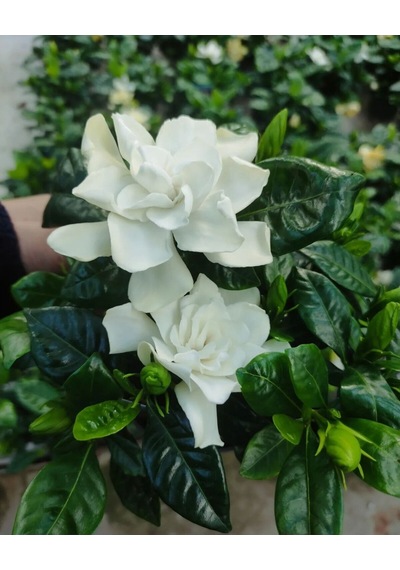 Gardenya Yoğun Kokulu 1 Adet Saksılı Gardenia Jasminoides