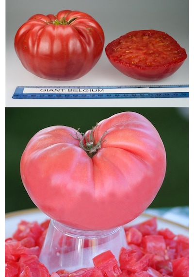 Pembe Domates Tohumu Nadir Ince Kabuklu Ve Geleneksel Belgium Pink