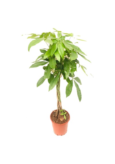 pachira para çiçeği örgülü 90-110cm