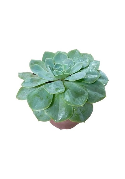 Büyük Boy Echeveria Pulidonis Sukulent