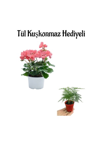 Hediyelik Toz Pembe Sardunya Fidanı Kadınlar Gününe Özel Tül Kuşkonmaz Hediyeli