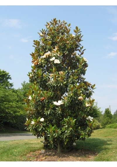 Manolya Magnolia Grandiflora