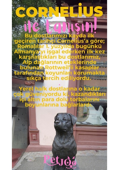 Petjoo 20.Cornelius Pembe-Sarı Qr'lı Köpek Künyesi