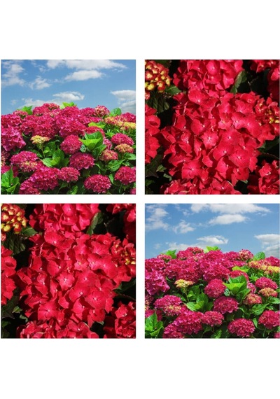 Videolu 1 Adet Kırmızı Renk Ortanca Çiçeği Fidanı 20-45 Cm Saksılı Çiçekli Bodur Bitkiler Hydrangea